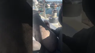 She couldn’t possibly sit any closer lol .. #petsofyoutube #doberman #sailing #boatlife #travel