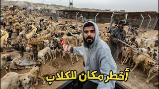 كلاب سائبة بدون طعام كلب يأكل كلب   دندنها