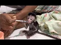 Download Lagu As soon as I got home, I immediately gave the medicine the doctor prescribed for this poor monkey.