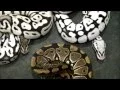 PURE Black and White Ball Python