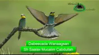 Dabeecada Wanaagsan By Sheikh Saalax Macalin 