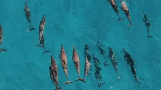 A POD OF DOLPHINS surrounds our boat! | Makua Bay Anchorage, Oahu | Ep. 02