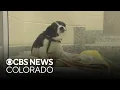 Denver considers banning sale of puppies kittens and rabbits in city