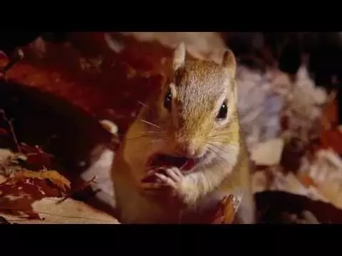 Tiny Giants Trailer | BBC