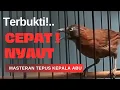 Lagu ‼️TERBUKTI AMPUH PANCINGAN TEPUS KEPALA ABU GACOR INI...