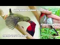 Download Lagu Suara anakan burung sepah raja pikat ampuh:MULYONO GYT