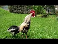 Lagu Suara kokok ayam kampung