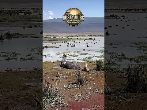 Ep 1 - The "Savanna Sniffer"