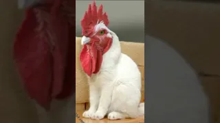 اتحداك ما تضحك         دندنها