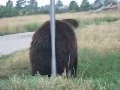 bear scratching bum on a pole