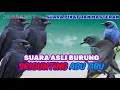 Download Lagu SUARA BURUNG SRIGUNTING ASLI ALAM