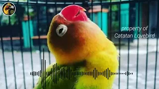 masteran lovebird ngekek panjang