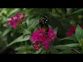 Download Lagu Saad Al Ghamdi ∥Juz 30 (Juz Amma)∥ Must Watch