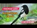 Download Lagu Masteran Murai Batu Full Isian | Suara Burung, Relaksasi Alam, Suara Kicau, Meditasi Alam