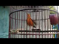 Download Lagu Ciri-ciri anis merah betina ngecir birahi (OB)