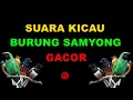 SUARA KICAU BURUNG SAMYONG GACOR