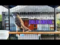 Lagu suara burung CIBLEK GACOR NGEBREN Pancingan Ciblek Semi bahan jadikan ciblek kristal gacor Tarung