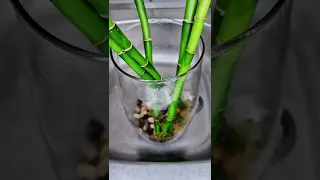 كيفية المحافظة على ساق عصى موسى   زهرة البامبو    يوميات طبخات سهام  بامبو  لايك اشتراك دندنها