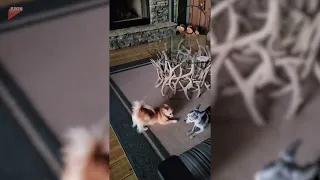 Dogs Run Around House Playing Together - 1863335