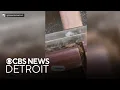 Viral TikTok appears to show bugs near produce at Dearborn Kroger