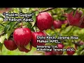 Download Lagu Musim Gugur di Kebun Apel, berasa di Surga, menyenangkan banget jalan-jalan di perkebunan Apel 