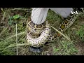 Florida Python Challenge