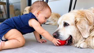 Baby Wants the Ball — But Her Golden Retriever Won’t Let Go!