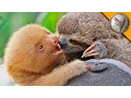 Sloth vs Sloth