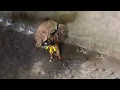 Download Lagu Chained Sick Mother \u0026 Her Puppy Clung to Each Other… She Let Go Only After Knowing Her Baby Was Safe
