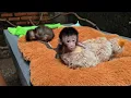Lagu OH MY GOD YOU HAVE TO SEE BABY CASPER THE MONKEY TODAY. HE'S DIFFERENT 