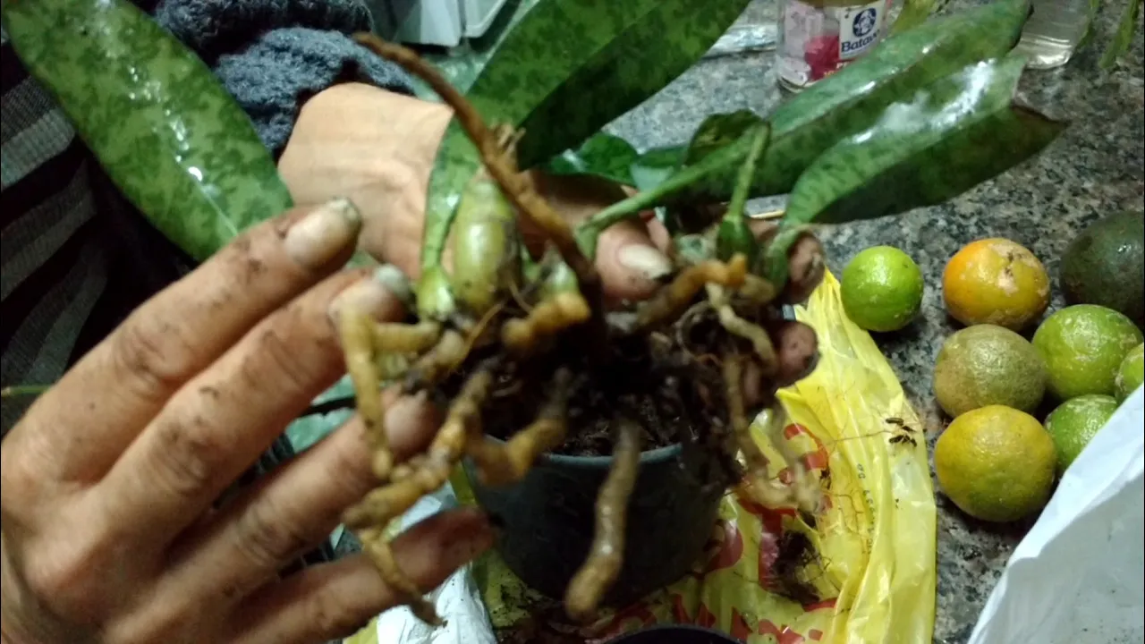ORQUÍDEA SELVAGEM (OECEOCLADES MACULATA)