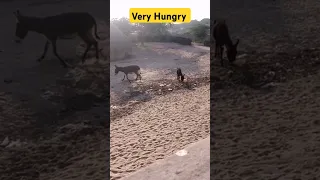 Hungry Donkey Donkey Baby Donkey Mating Donkey In Village Shorts Ytshort Youtubeshorts Donkey 
