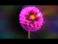 BABEHOVEN - BAD WEEK