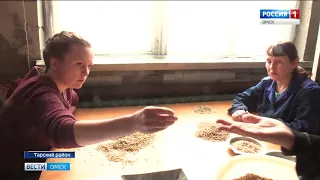 Тарские учёные вывели новый сорт овса