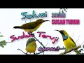 Download Lagu Suara Pikat Solusi Sogon Susah Turun