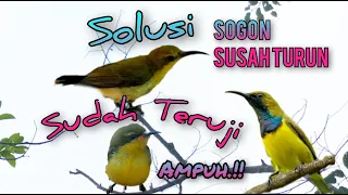 suara pikat solusi sogon susah turun