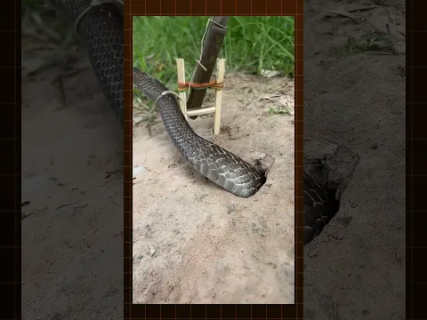 FIZERAM ESSA ARMADILHA DE COBRA! 😥🐍
