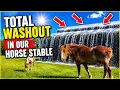 Rescued Horse Has a Complete Breakdown