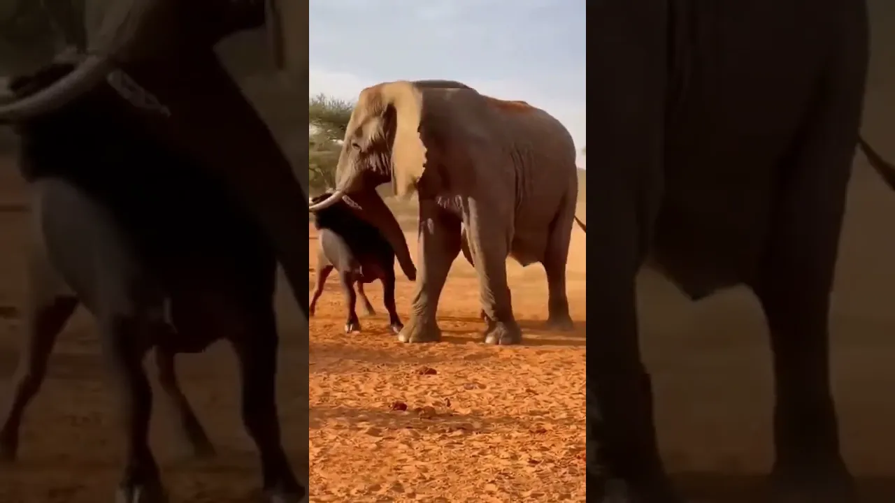 물소vs코끼리 승자는?! #animals
