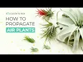 Download Lagu HOW TO MULTIPLY YOUR AIR PLANT COLLECTION FAST \u0026 FREE | AIR PLANT PROPAGATION | PROPAGATE AIR PLANT