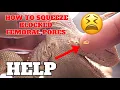 How To Properly Squeeze Out Blocked Femoral Pores In Bearded Dragons The Right Way