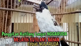 Download Suara burung Kutilang Gacor MemanggiL Lawan NGGARUDA Cepat Jadikan Kutilang RIBUT FIGHTER MP3
