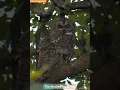 Download Lagu Mottled Wood Owl | Large Owls of India I