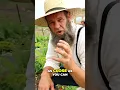 Grow HUGE Onions 2 Secrets for Massive Harvests