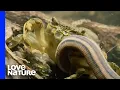 Download Lagu Tiger Leech vs. Crab