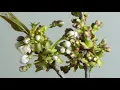 Spring Reflections | Ken Verheecke | Relaxing Guitar