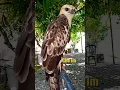 begini suara elang brontok /che lm #shorts  #elangsulawesi
