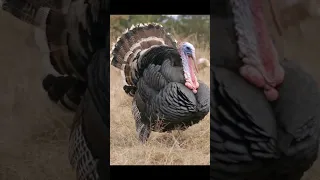 معلومة غريبة عن الديك الرومي 