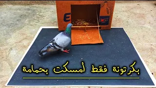 أسهل طرق اصطياد الطيور بالكرتون فقط 