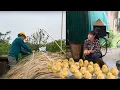 Download Lagu De Built a New Chicken Coop, While Huyen Went to the Market to Buy Baby Chicks for Their Home
